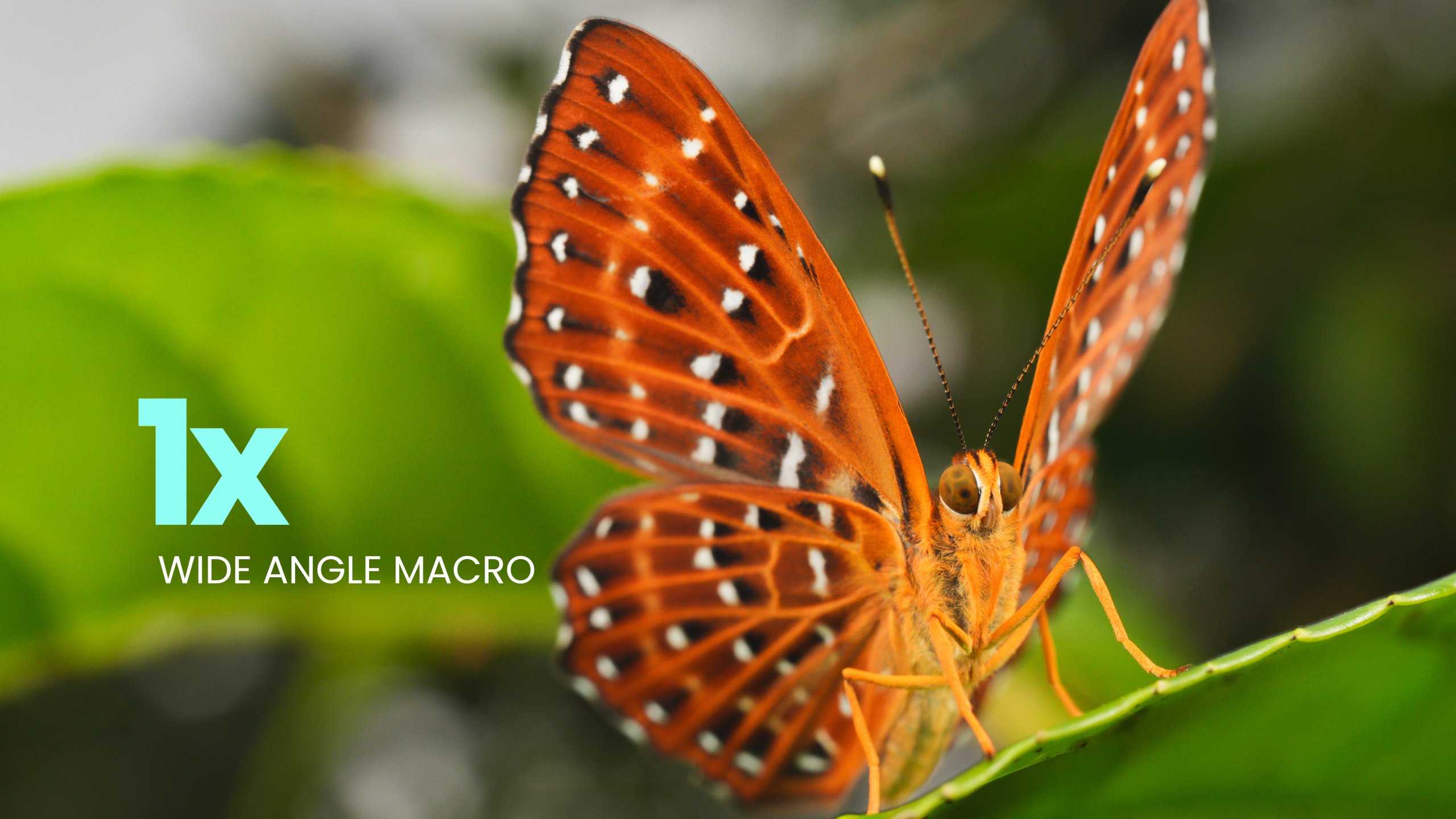 Orange butterfly perched on a leaf with 1x macro text.