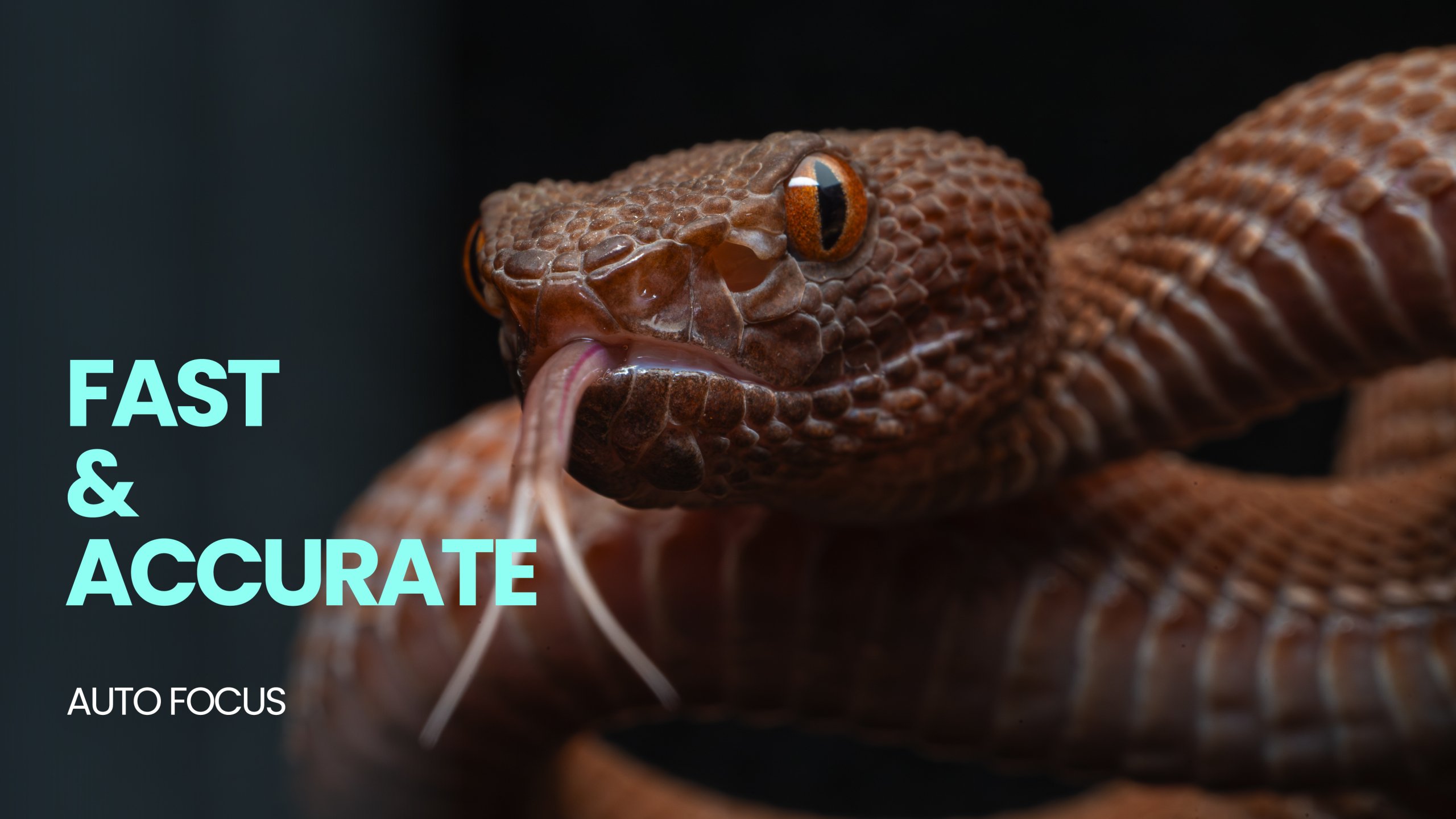 Macro shot of a snake with fast and accurate autofocus