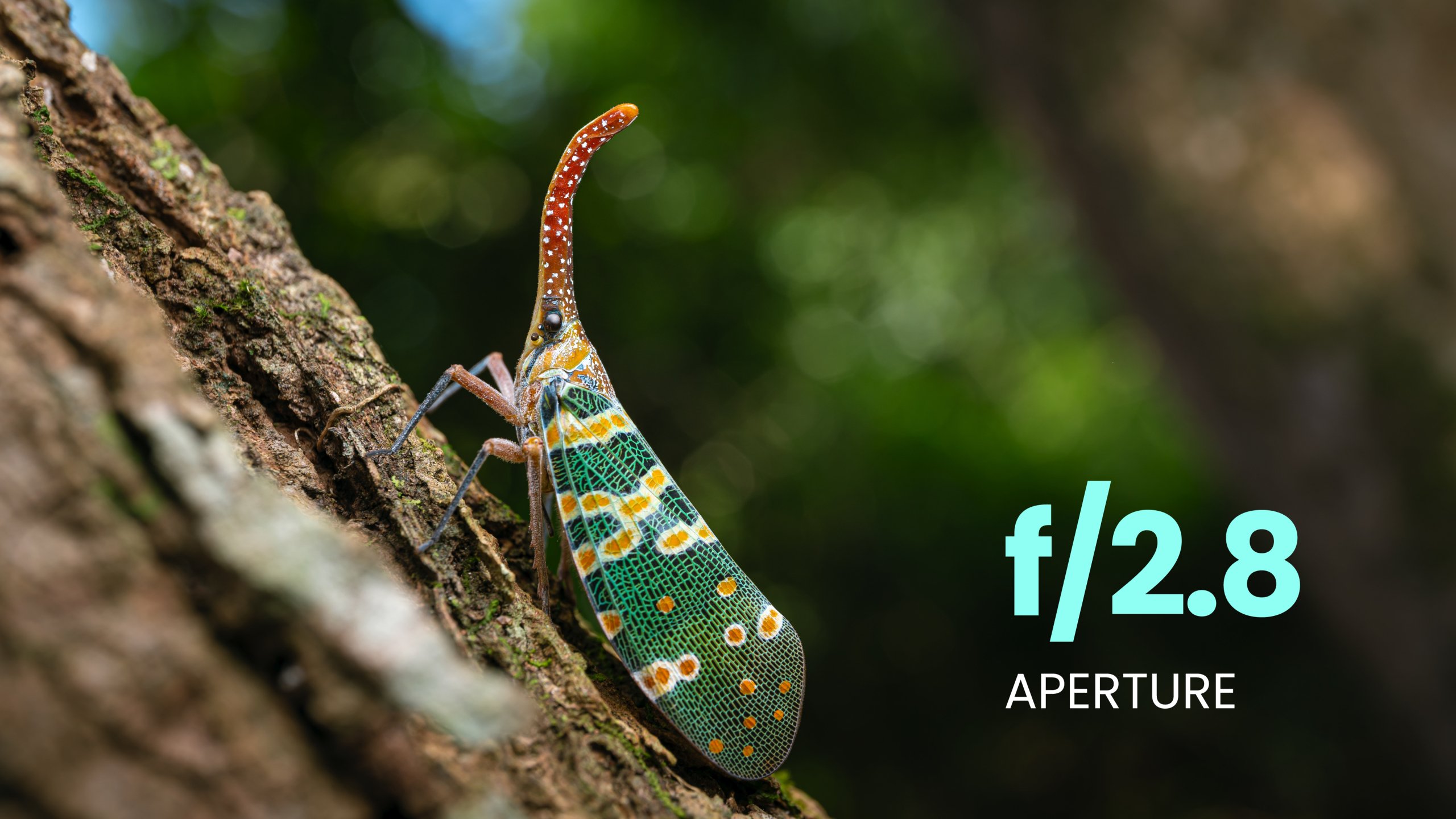 Colorful lantern bug on a tree trunk with f/2.8 text