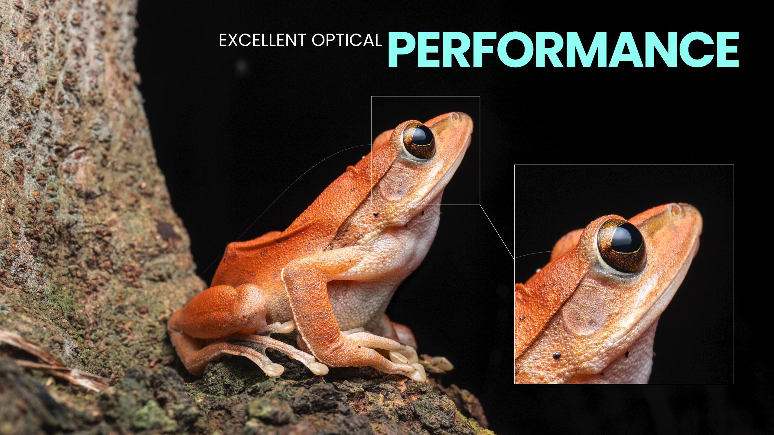Close up of an orange frog showing fine detail textures.