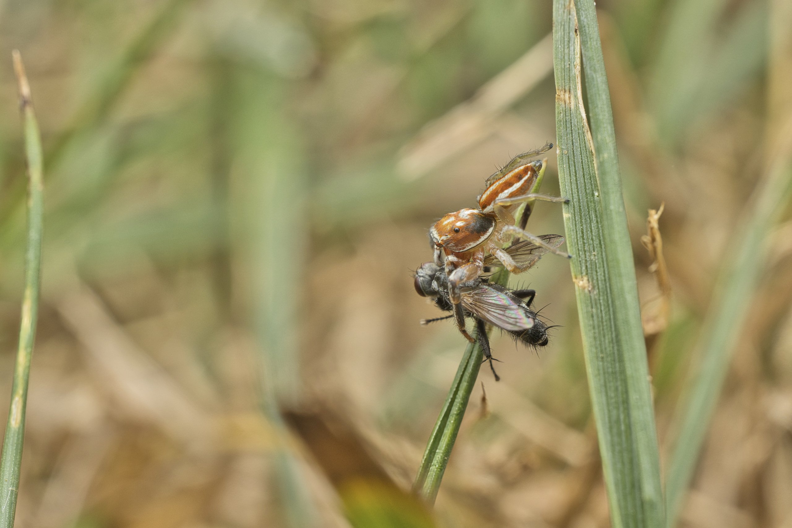 A jumping spider eating a fly on a blade of grass.