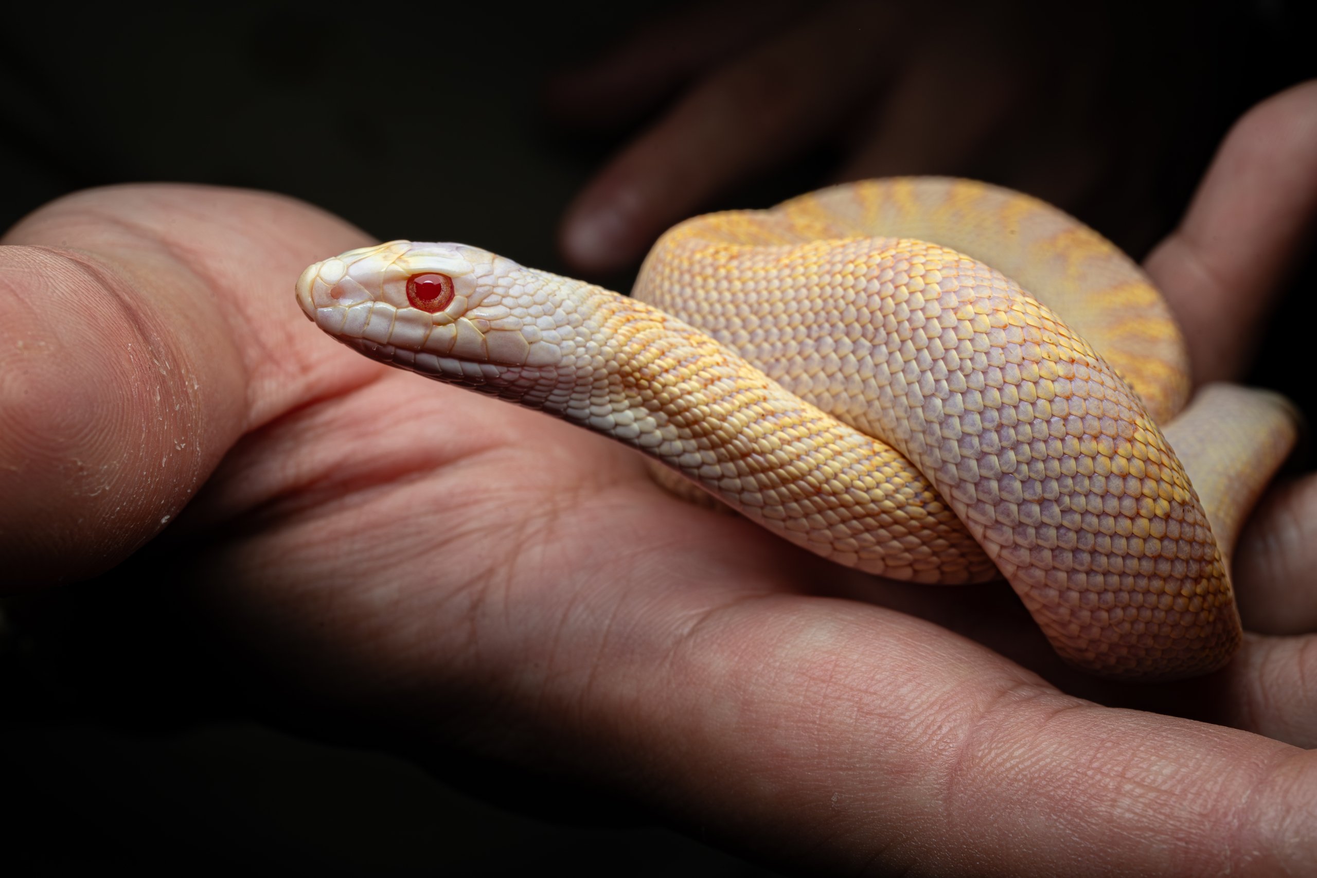 Close up of a small albino snake held in hands.