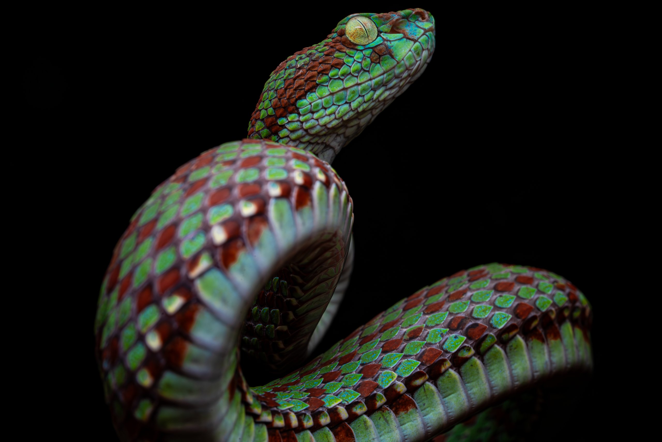 Macro shot of a colorful viper against black background