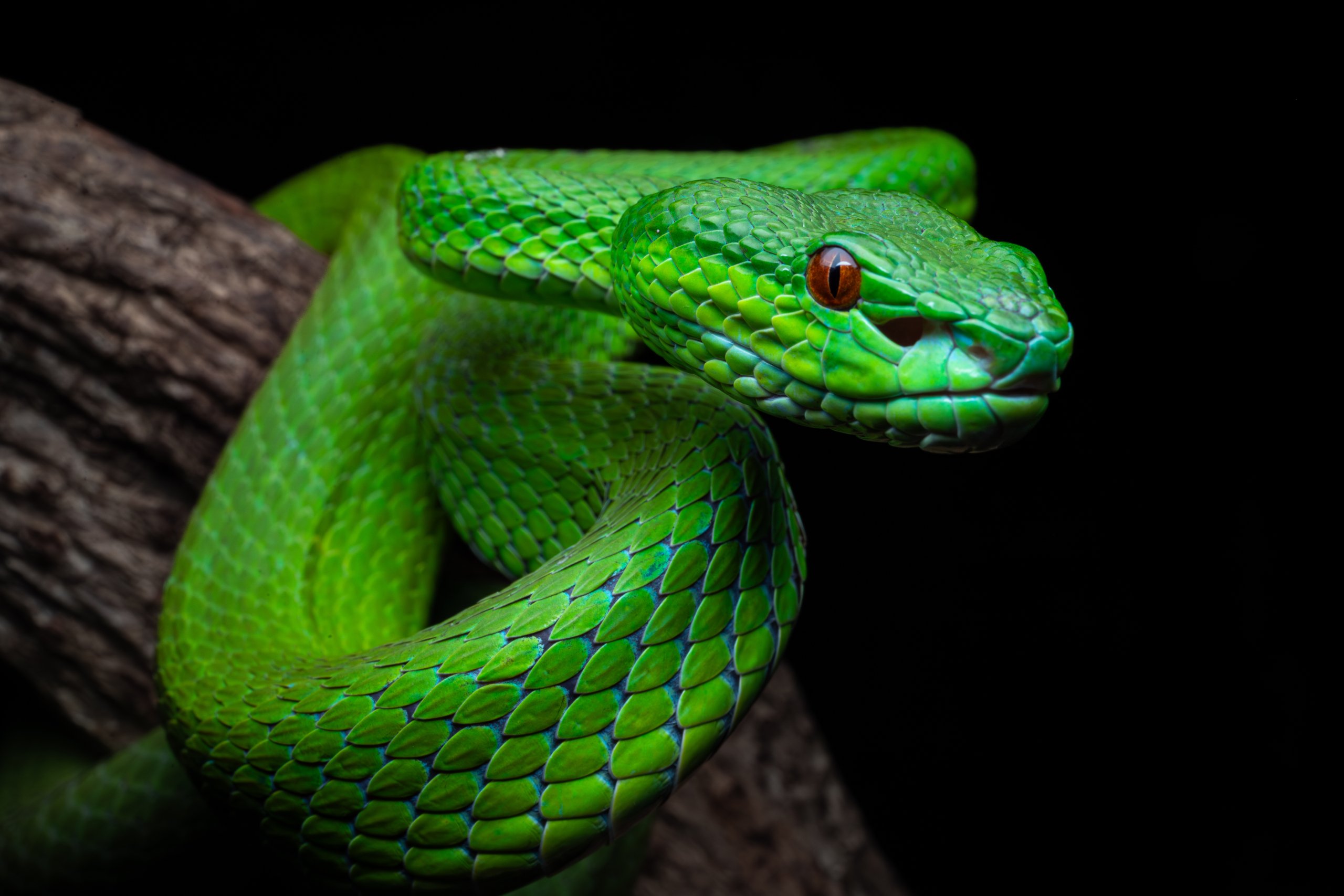 A close-up of a green viper on a tree branch.