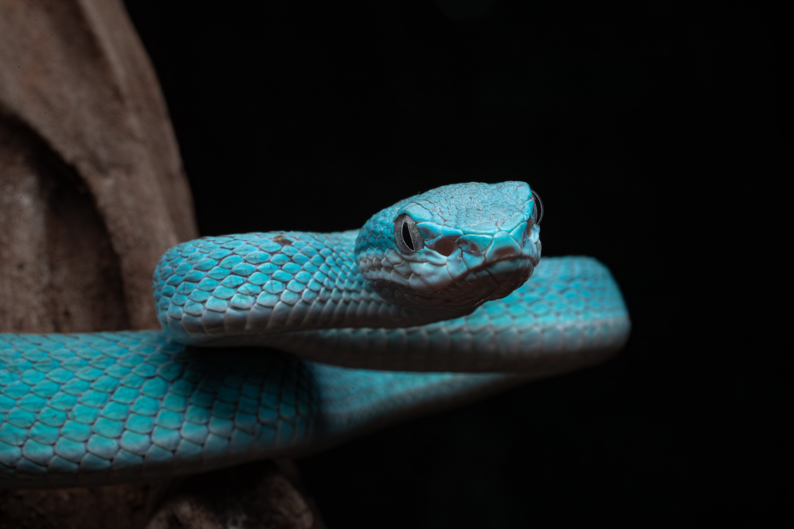 A vibrant blue pit viper curled on a tree branch.