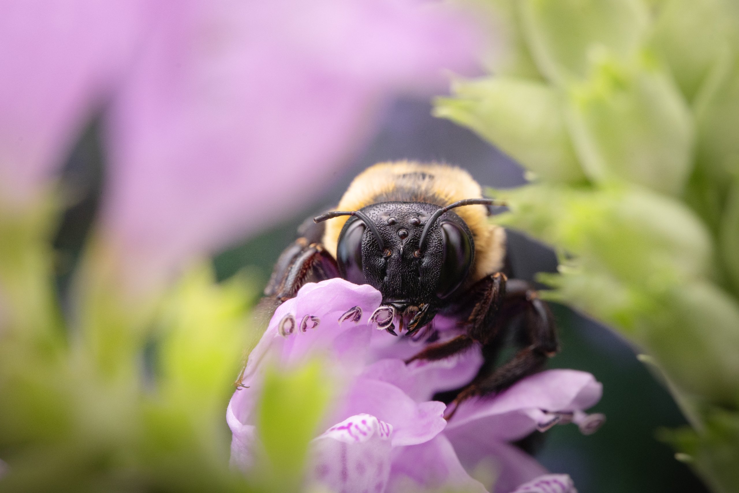 Close up of a fuzzy bumblebee perched on purple flowers