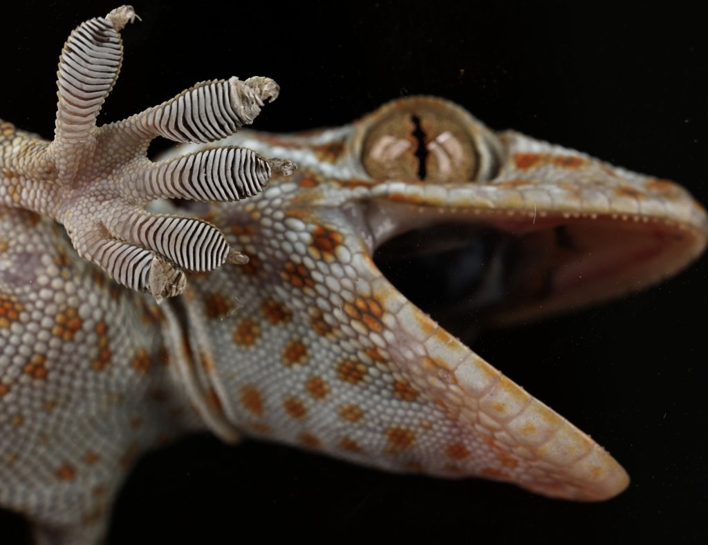 Close up of gecko foot and head against black background