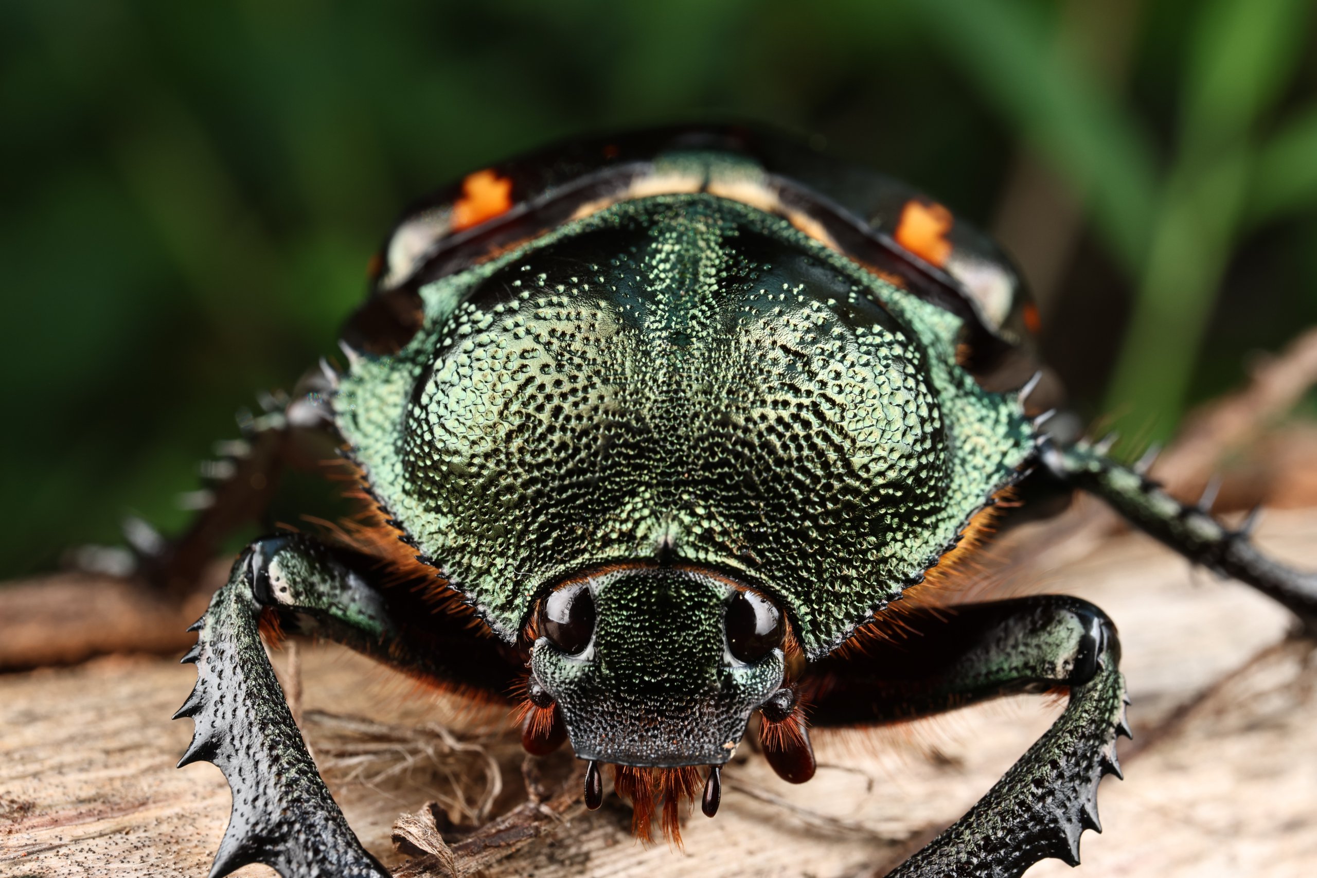 Macro shot of an iridescent green beetle on wood
