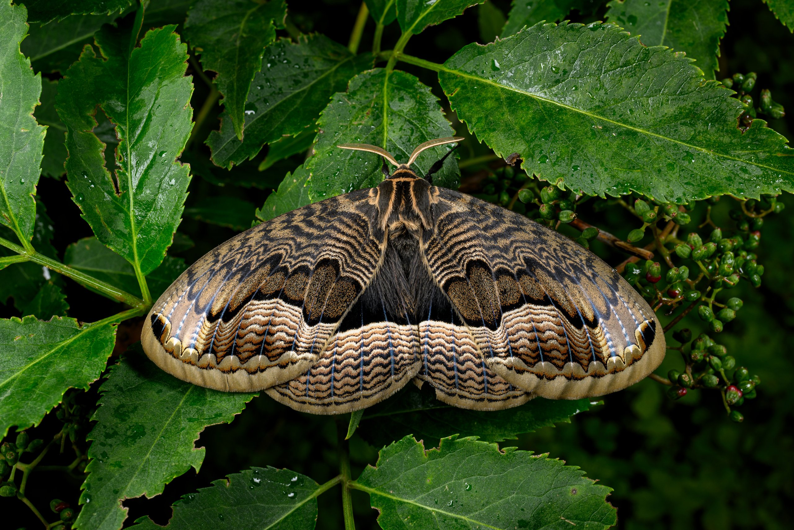 A patterned moth rests on green leaves in macro view.