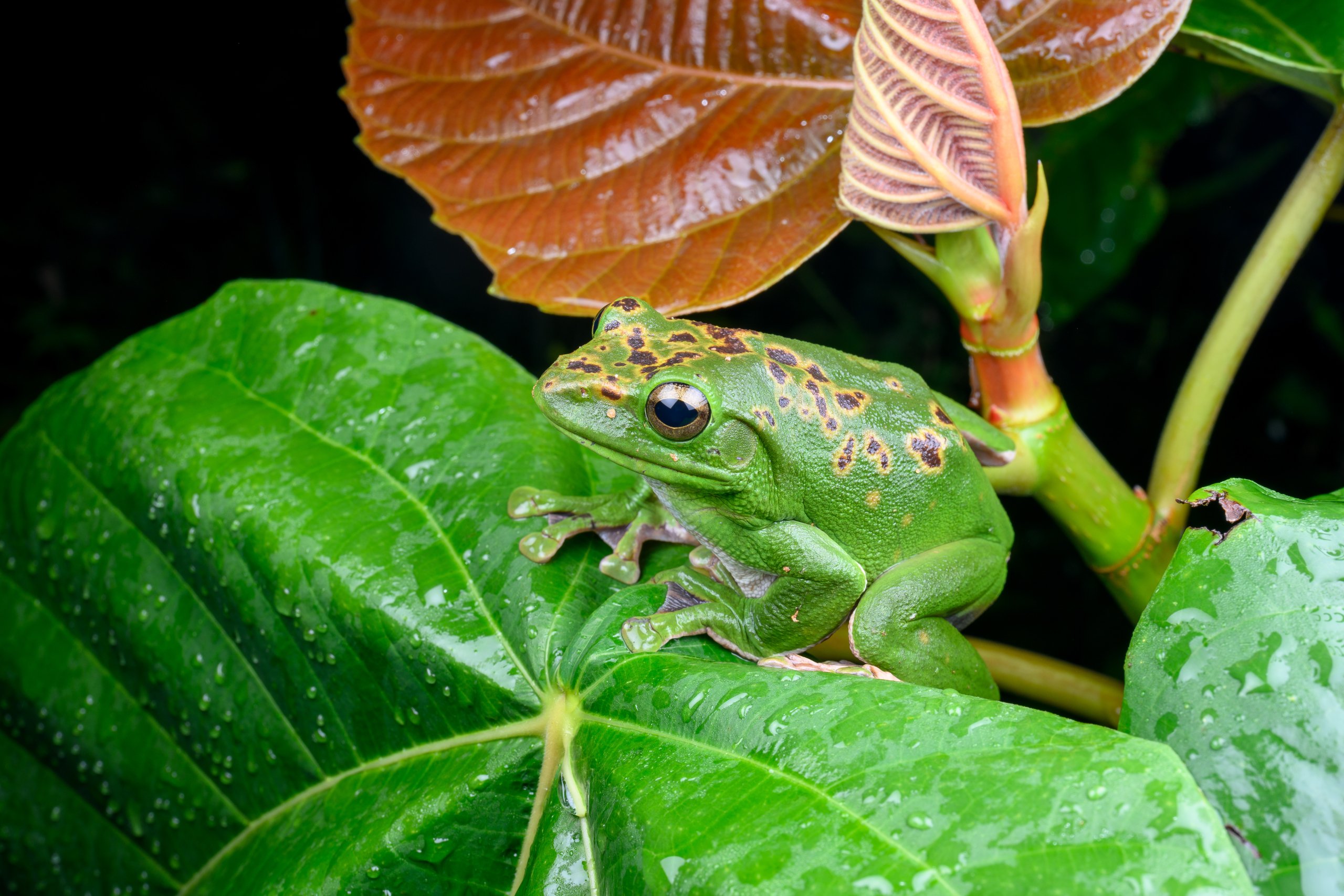 A green frog with brown spots sits on wet leaves.