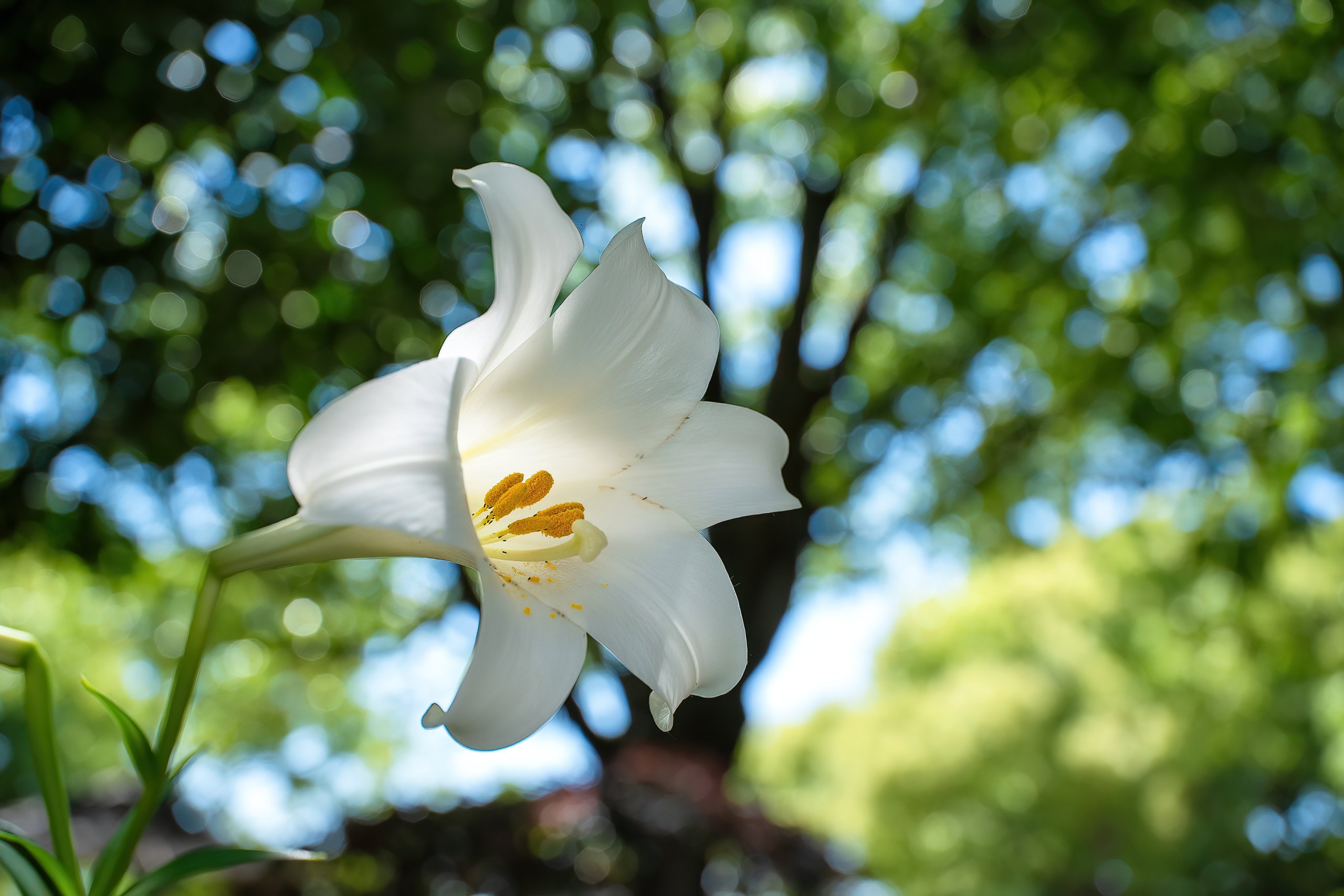 A white lily flower with yellow stamen against blurred trees.