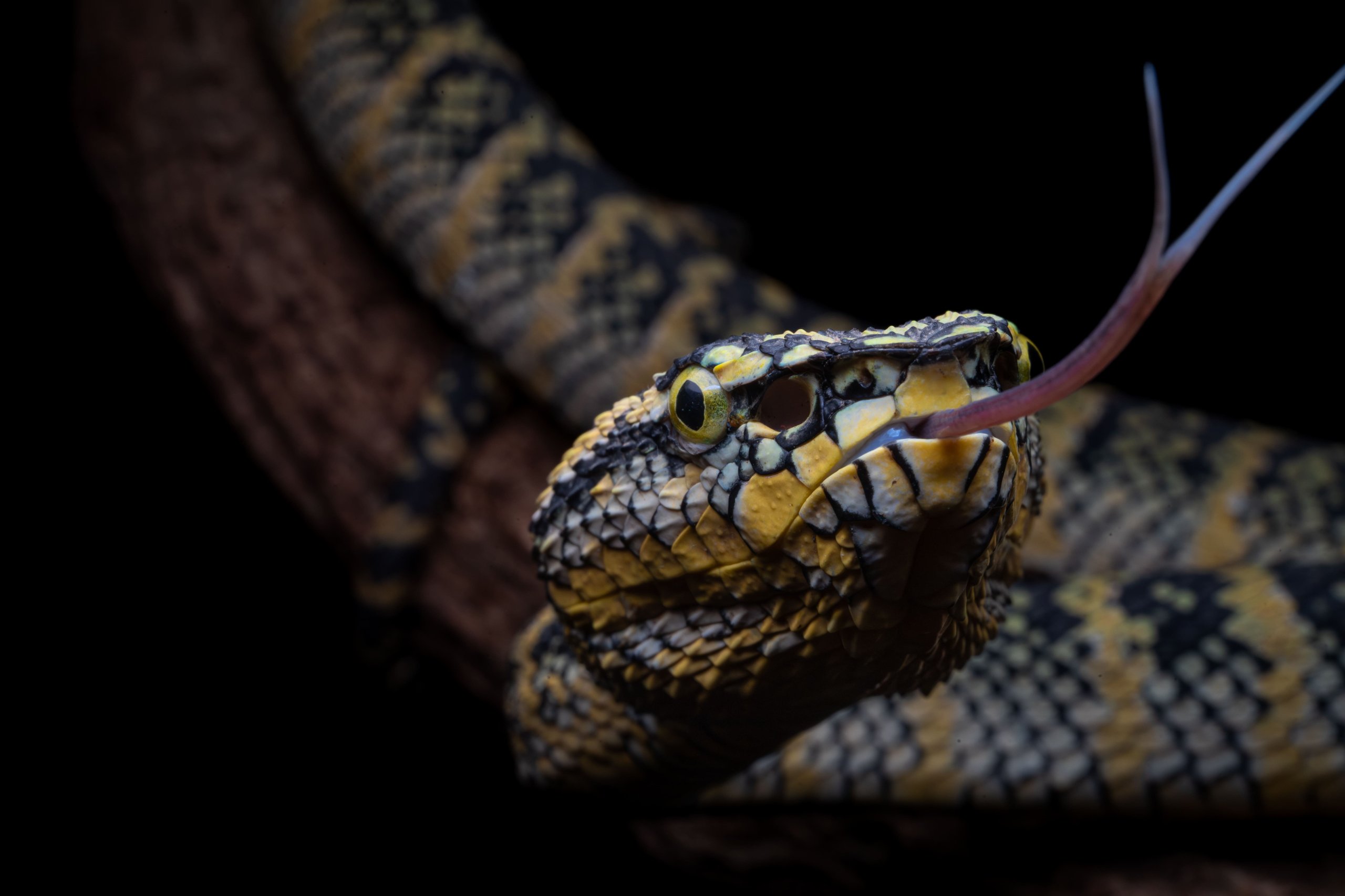 Macro shot of a yellow and black snake flicking tongue
