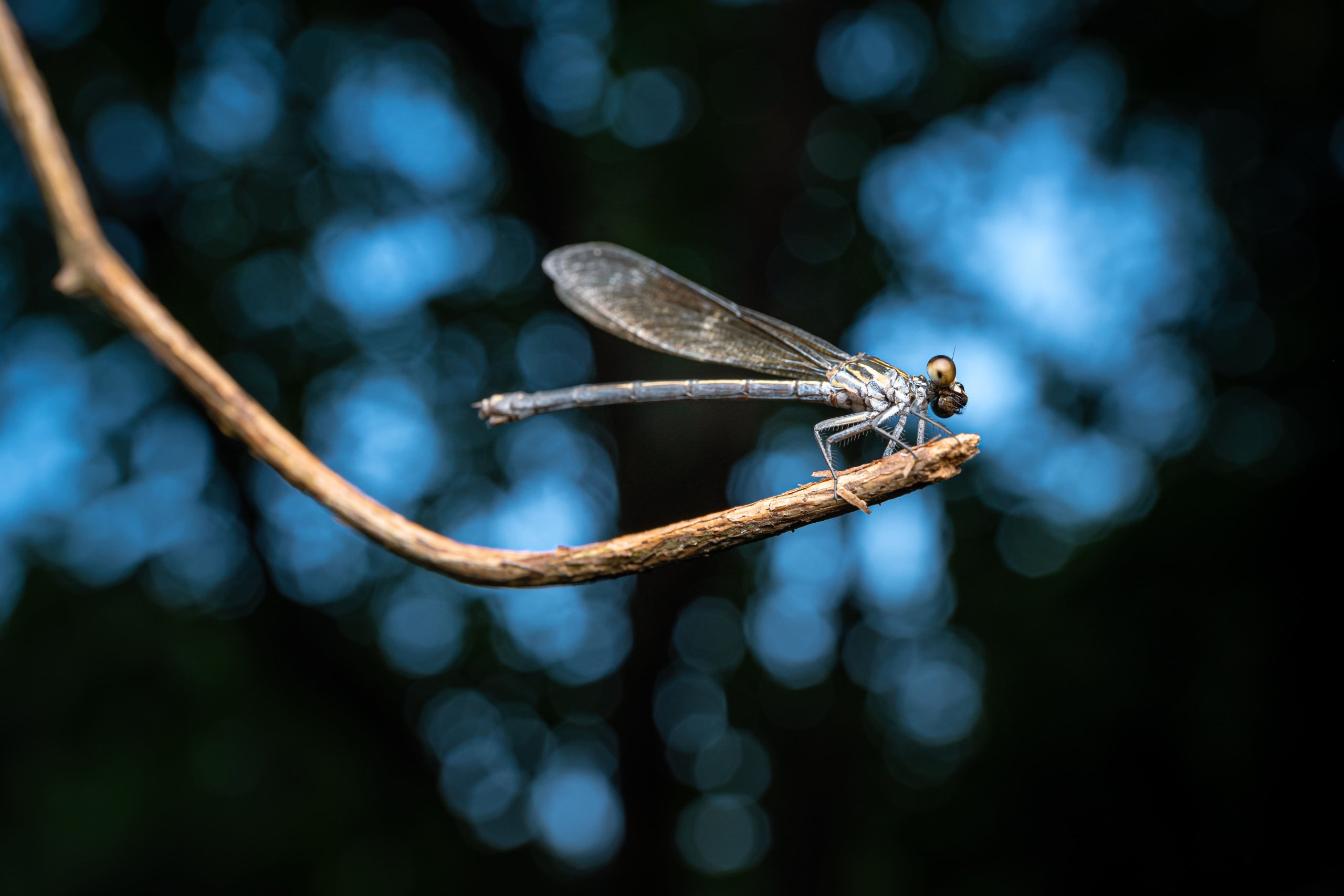 A damselfly rests on a thin twig with bokeh background.