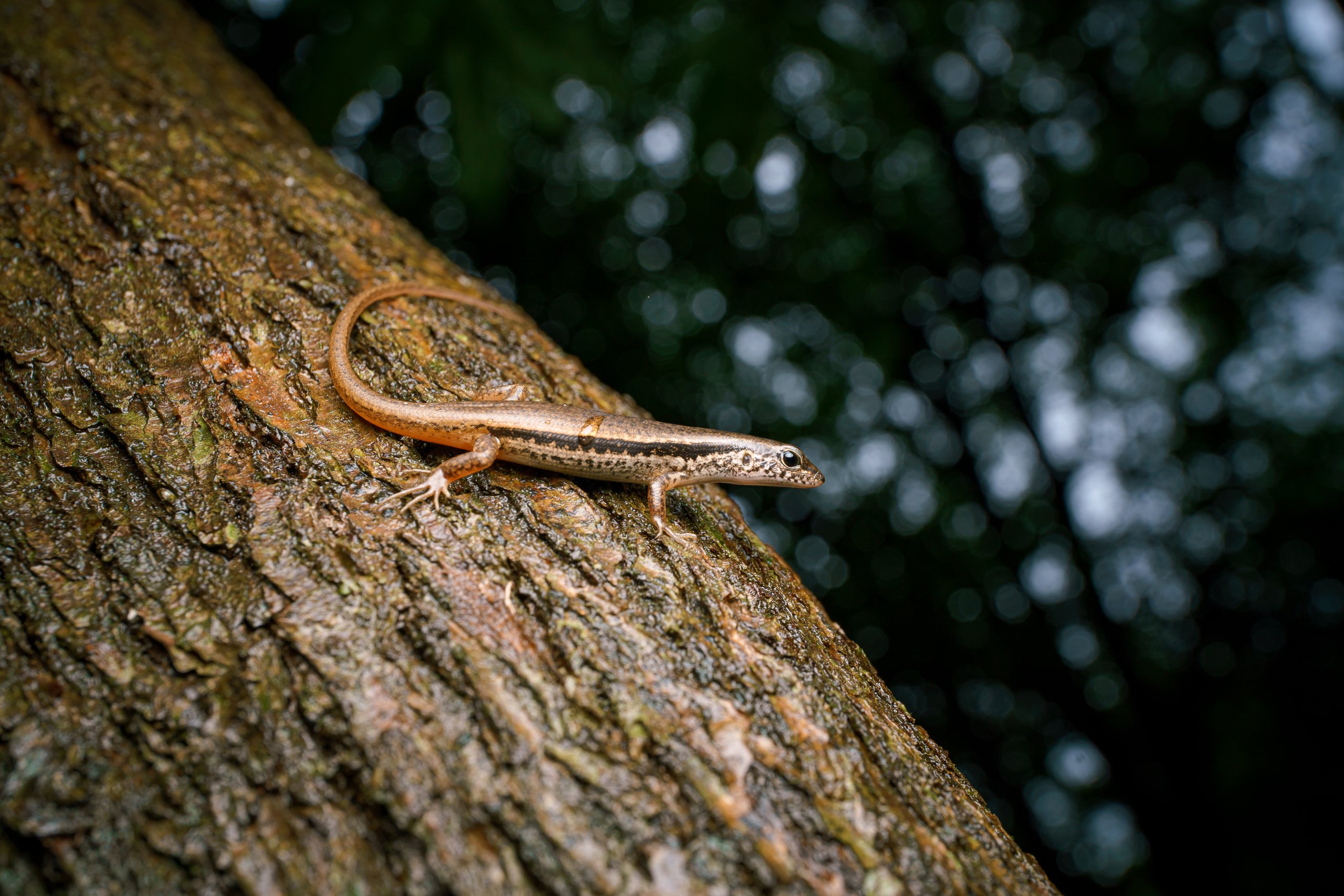 A small lizard resting on the bark of a tree.