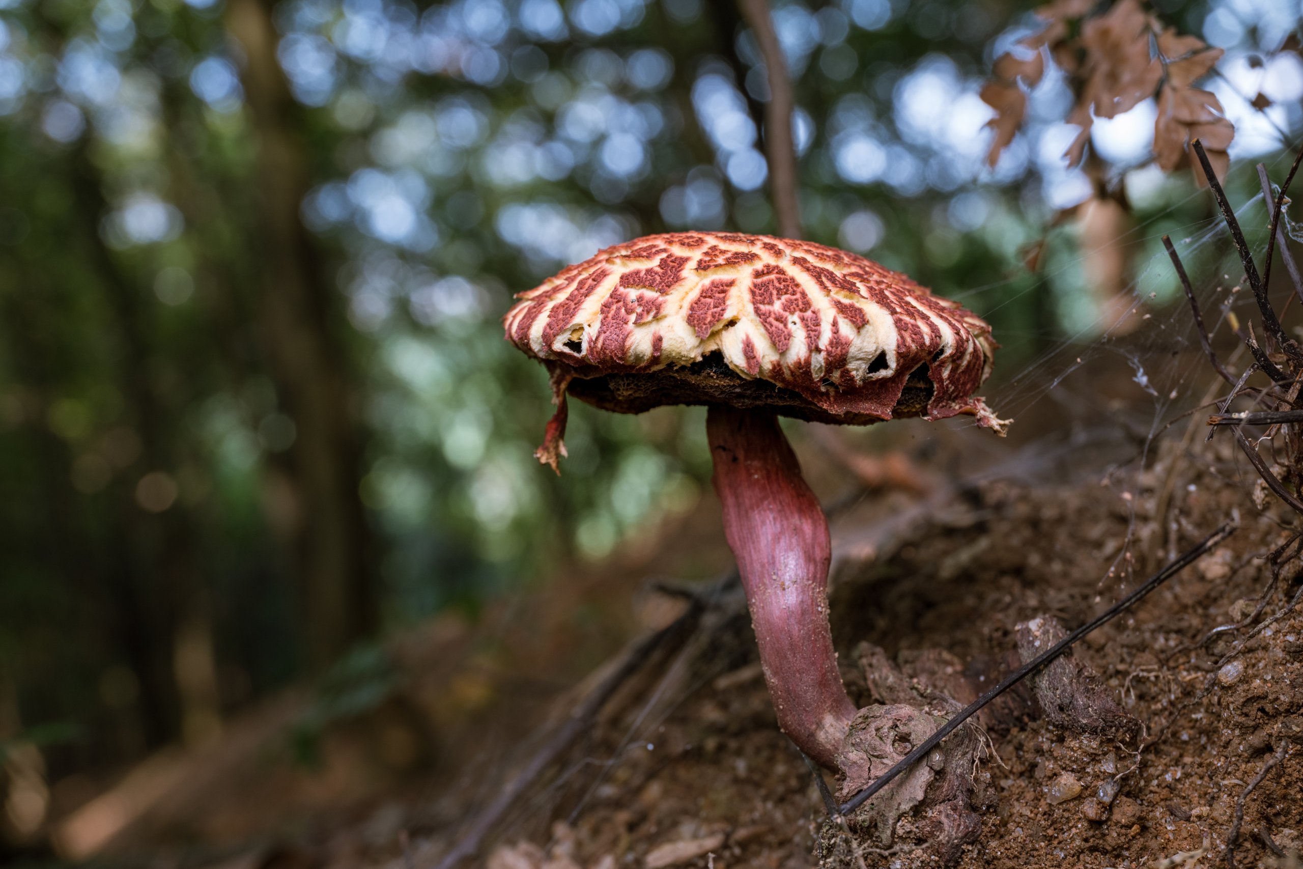 A cracked red and white mushroom growing from forest soil.