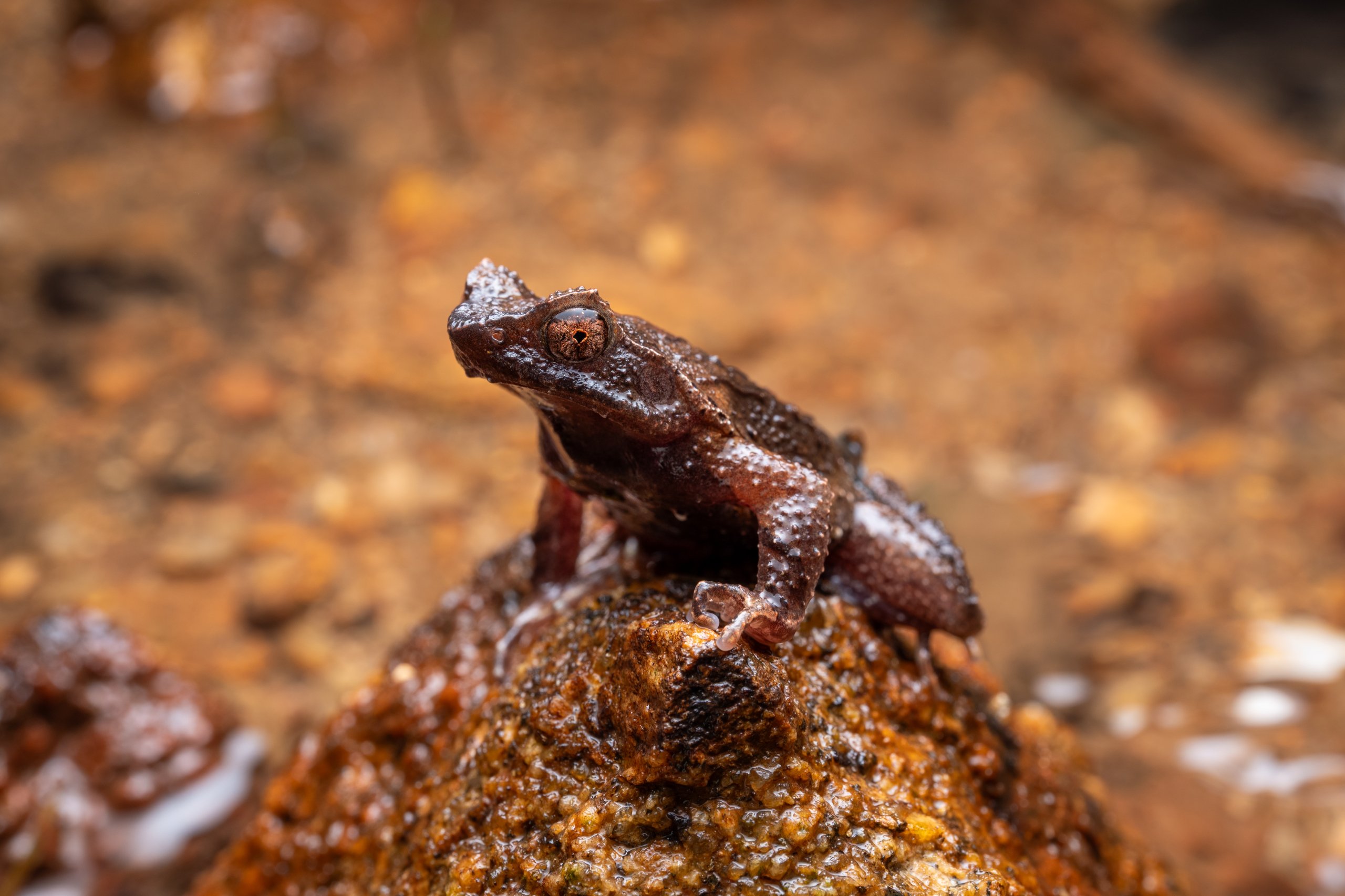 A small brown textured frog sitting on a wet rock.